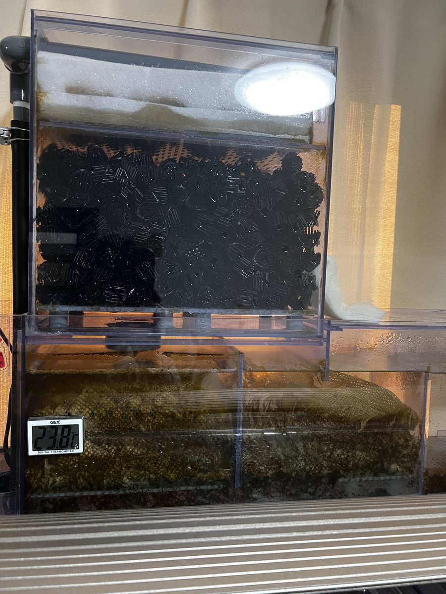 ねぎちゃん@アクアリウムあるある tweet media