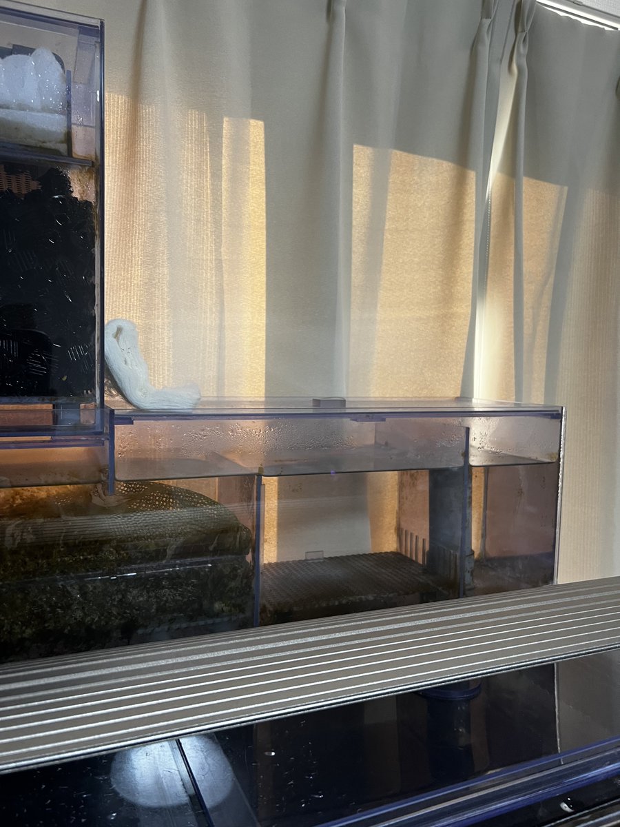 ねぎちゃん@アクアリウムあるある tweet media