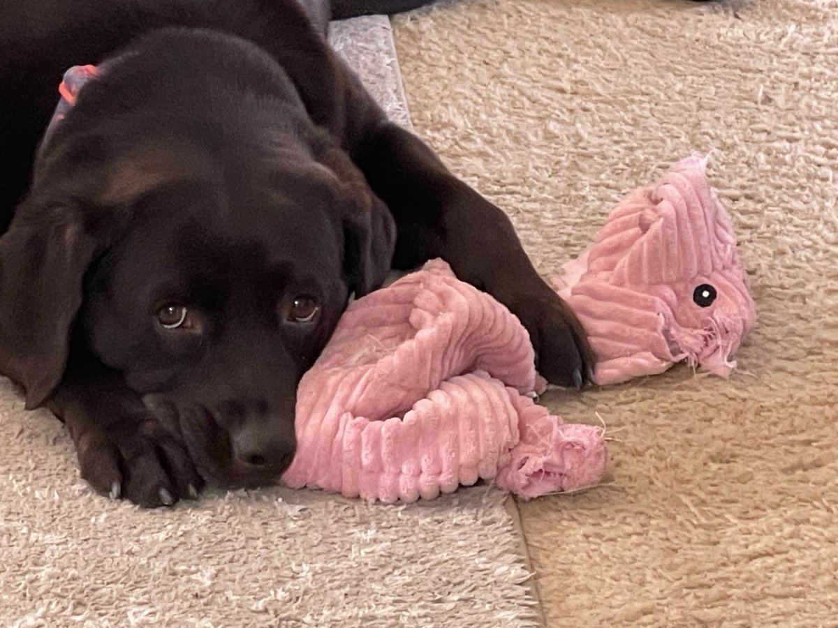 BJudyDom's tweet photo. @catturd2 My Gracie girl 🐾 ❤️ https://t.co/atCRmc8IEo