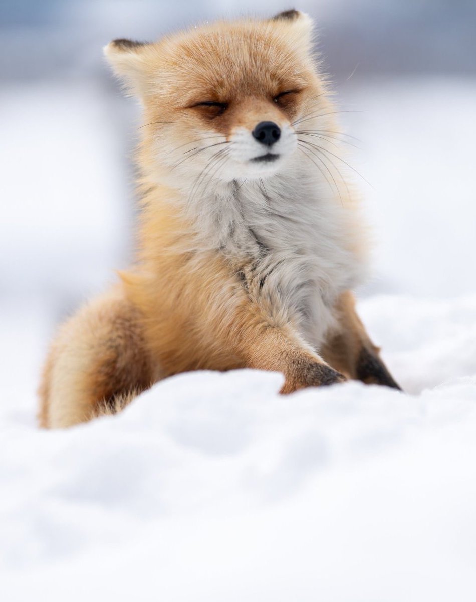 狐仙人乃弟子 トコノ オルタ tweet media