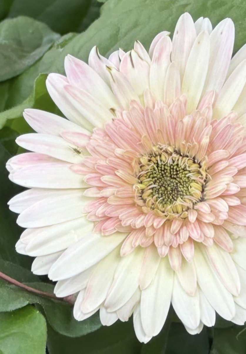 joannpip's tweet image. #FlowersOnFriday 💐 #HappySpring 

𝑔𝑜𝑜𝑑 𝑛𝑖𝑔ℎ𝑡 &amp;amp; 𝑠𝑤𝑒𝑒𝑡 𝑑𝑟𝑒𝑎𝑚𝑠💫
