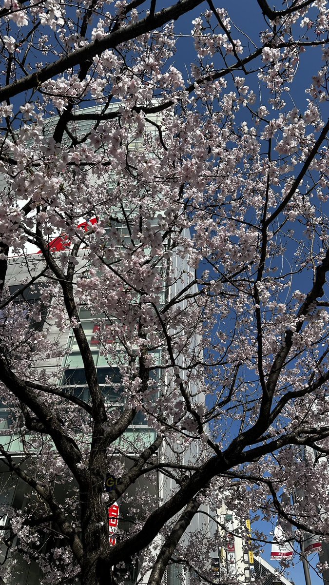 masa_Hiroshima's tweet photo. 新宿には、もう桜が🌸 https://t.co/X7RopC4hmV