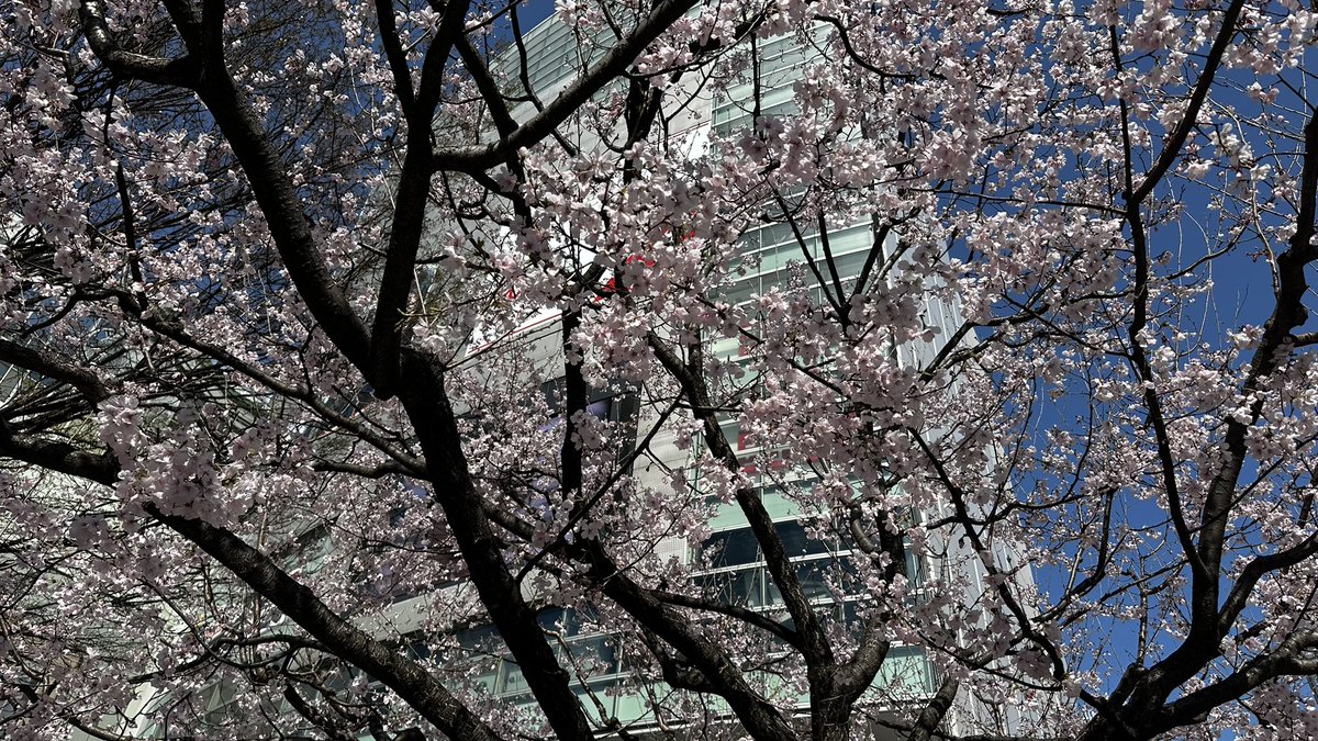 masa_Hiroshima's tweet photo. 新宿には、もう桜が🌸 https://t.co/X7RopC4hmV