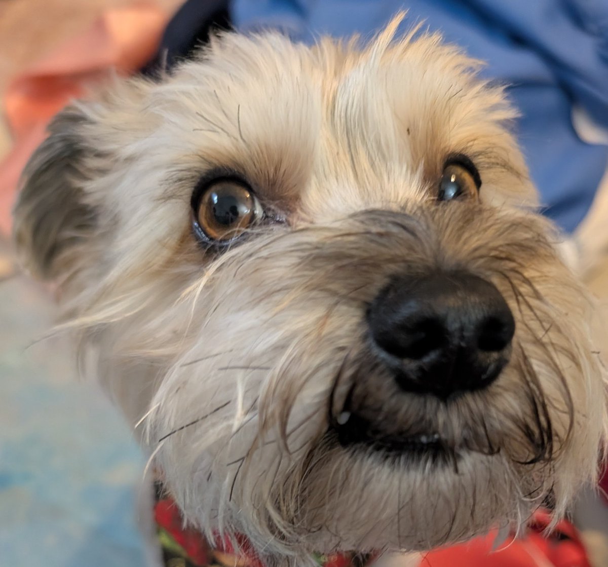 James-Ashtyn VO tweet media