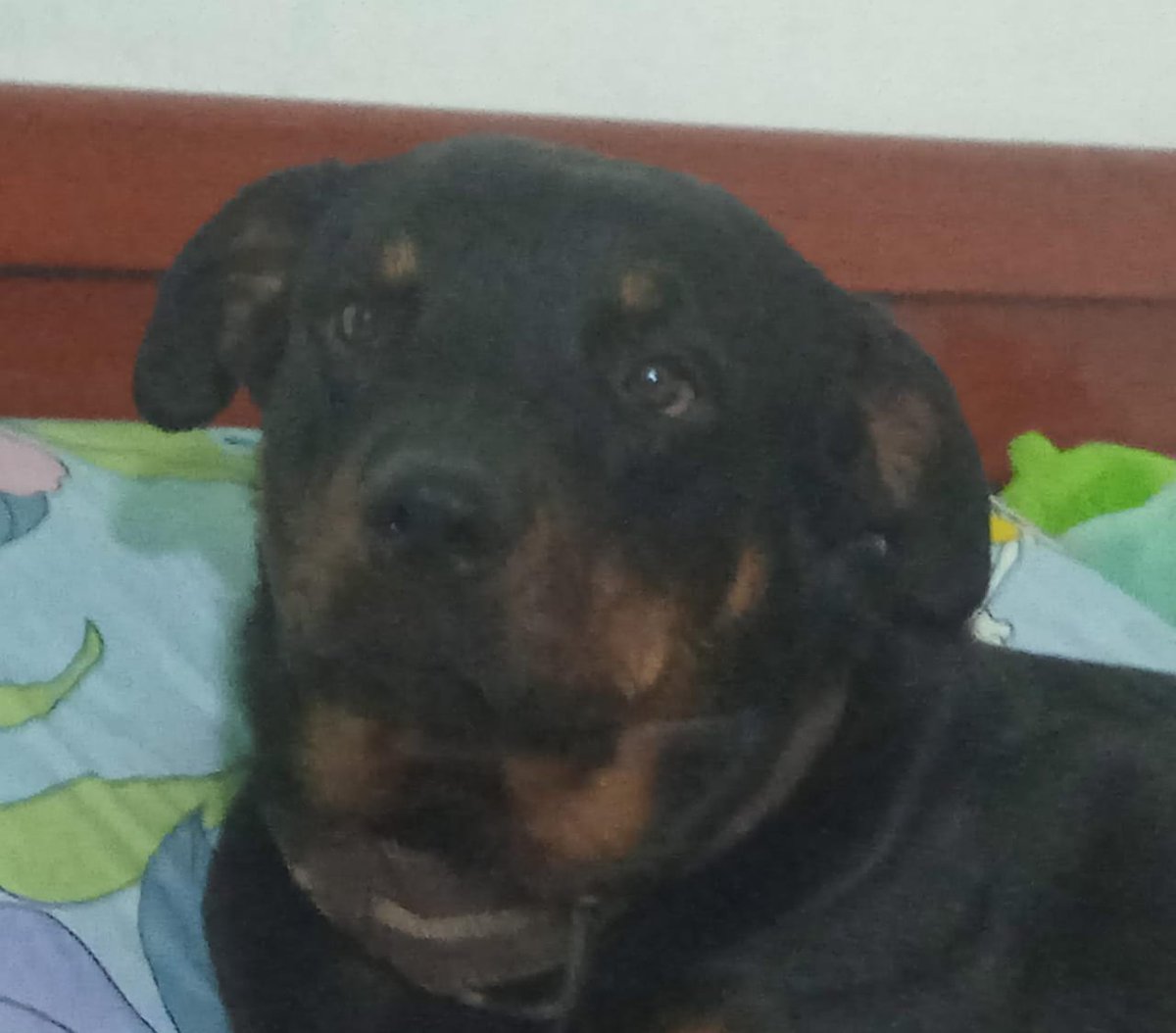 VΔLLEY | COMMISSIONS OPEN 🇻🇪 tweet media