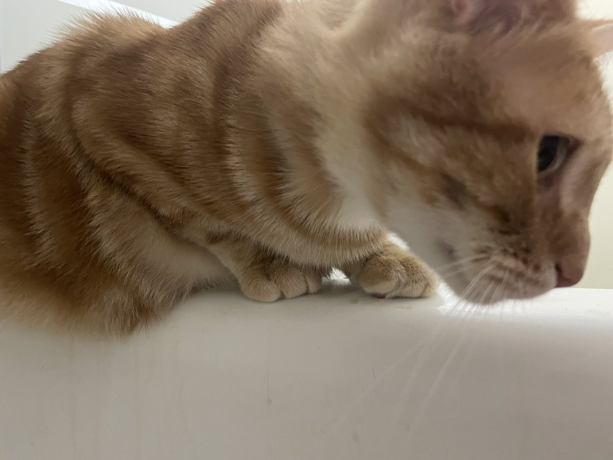 Angerkick🦋✨ tweet media