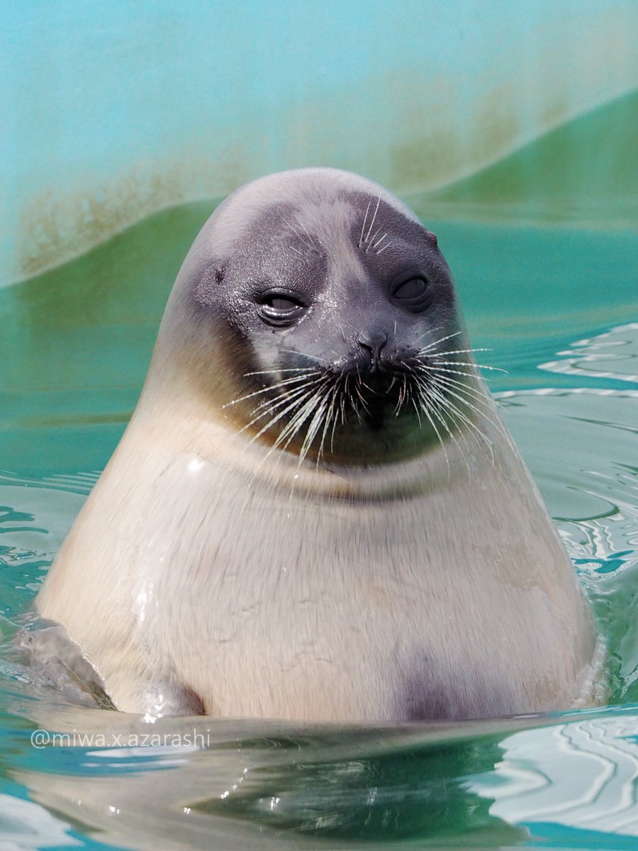 miwako🦭 tweet media