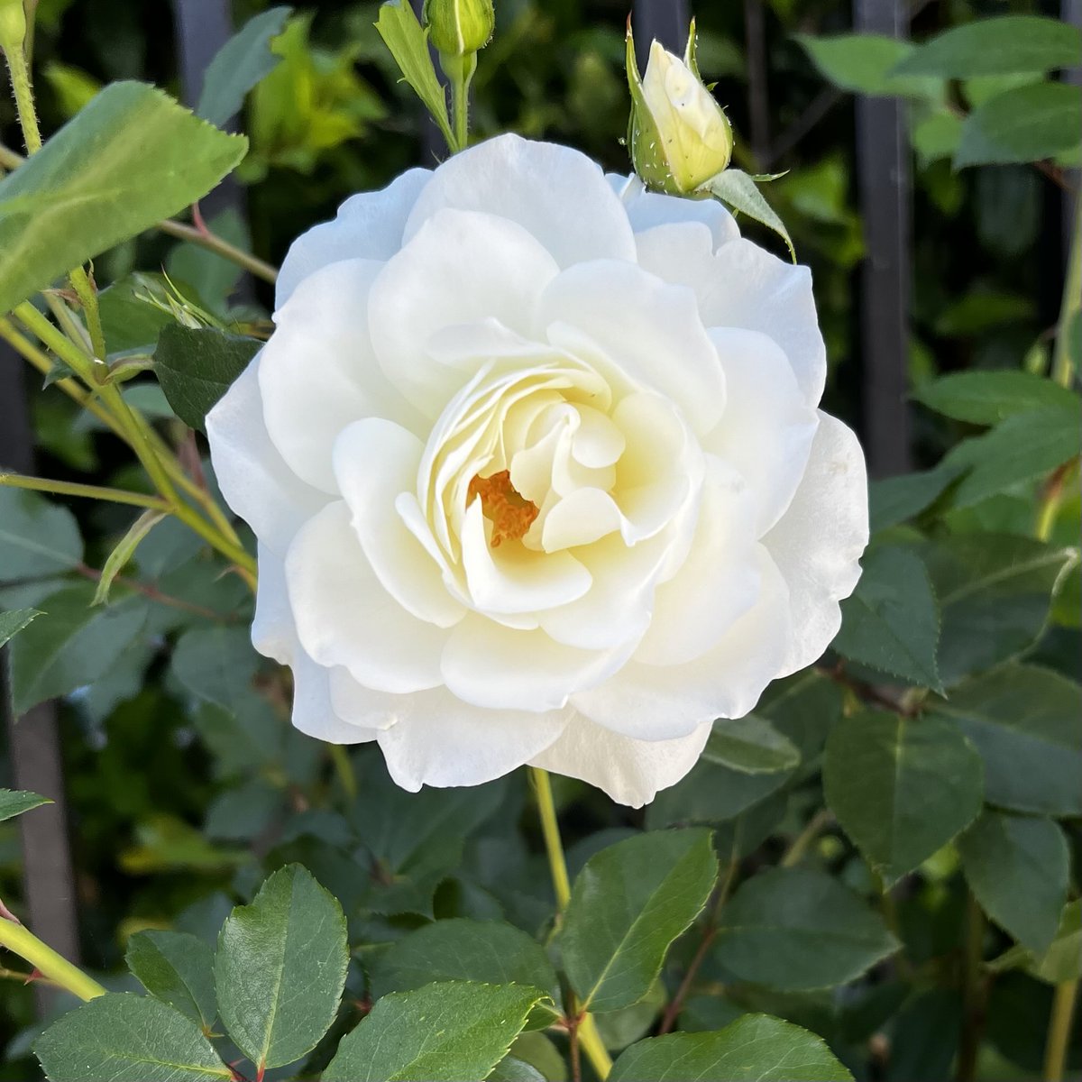 lnortonm's tweet photo. Happy First Day of Spring! https://t.co/6nBPxA6GCC