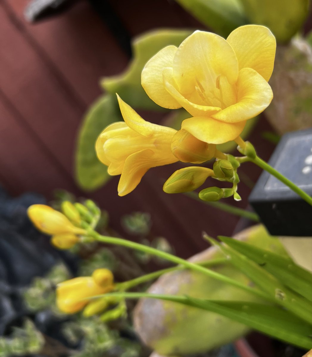 lnortonm's tweet photo. Happy First Day of Spring! https://t.co/6nBPxA6GCC