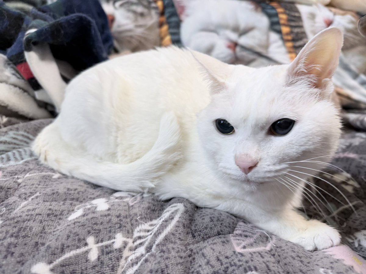 erurut's tweet photo. ねことねことねこ（お父さんと娘と息子） https://t.co/kzG875vrZp