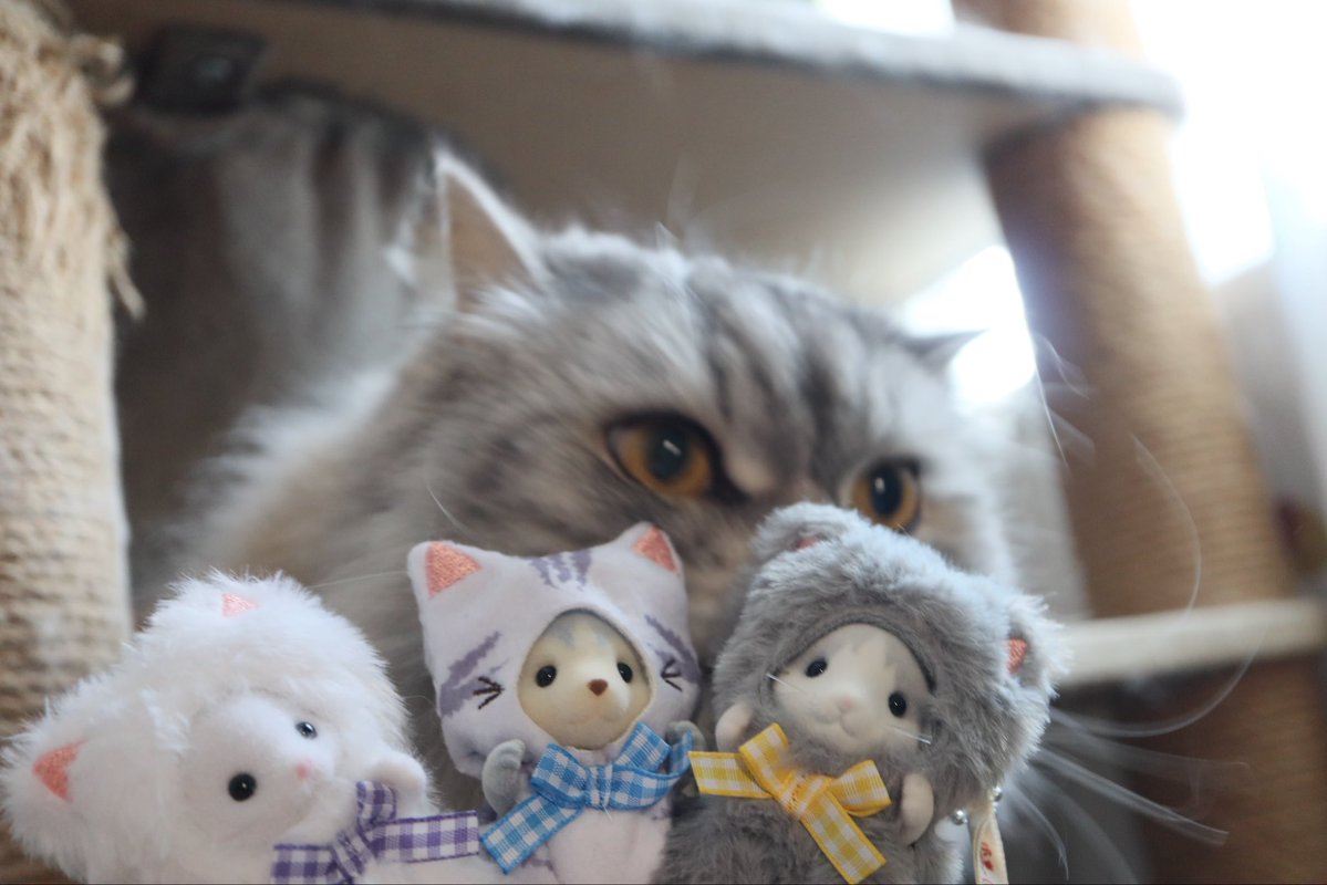 まみ🐈🐾🐈‍⬛🐾 tweet media