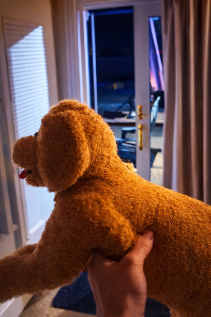 <a href="/MikeTheShark_/">Mike The Shark</a> That’s “Lamby” but he just got a brand new Goldie that just arrived from Amazon—like a puppy on Christmas, until he destroys it in a couple of days.