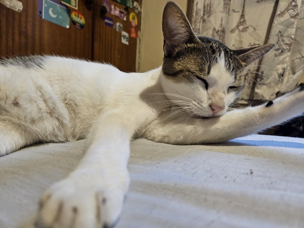 achilles. ☆ tweet media