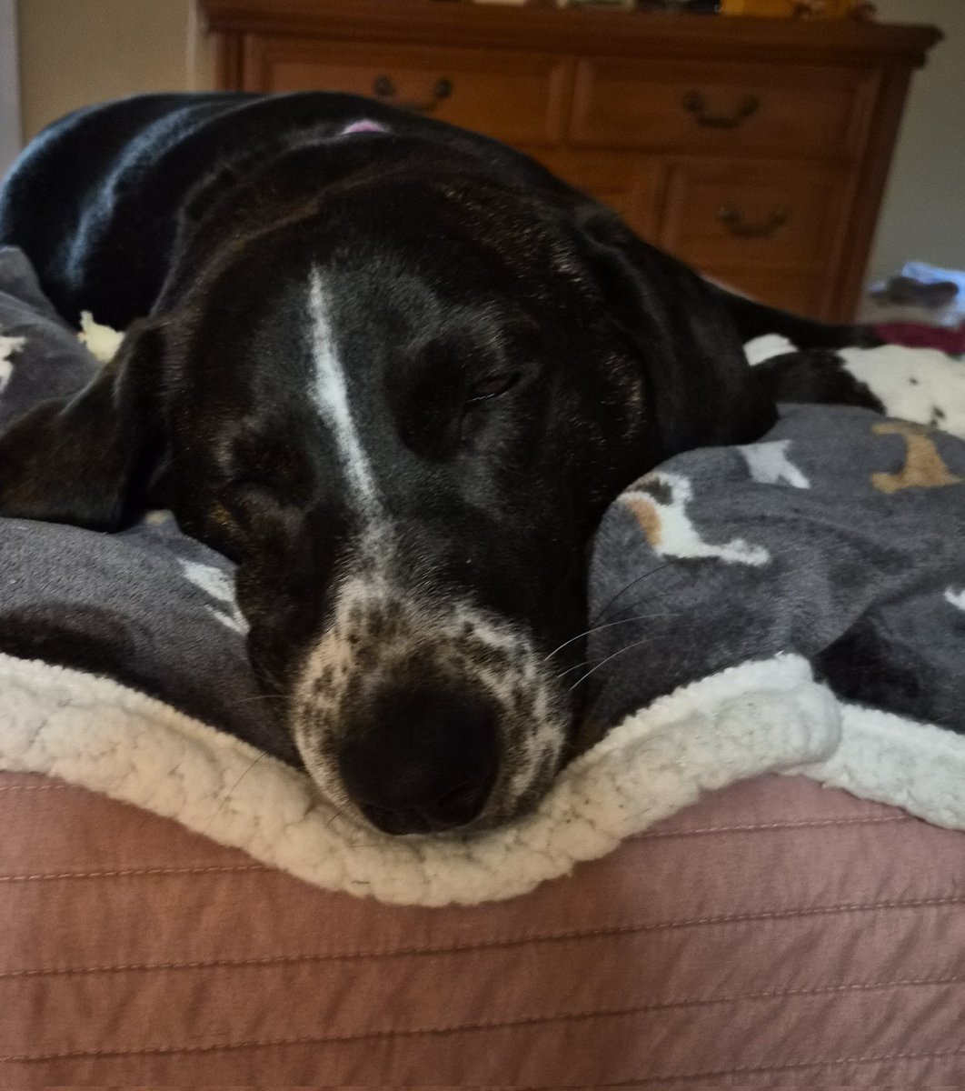 Winnie & Grover T. Dog 🐶❤️💫🌈 tweet media