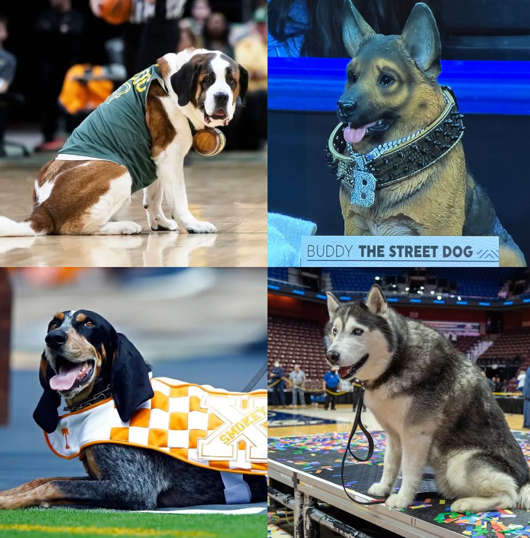 BetMGM's tweet photo. The dogs of March https://t.co/7hKHWYWNwZ