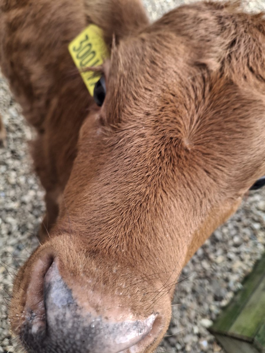 🍉✦•≫•◦ ЄƠҲ ◦•≪•✦🇵🇸 (❀❛ ֊ ❛„)♡ tweet media