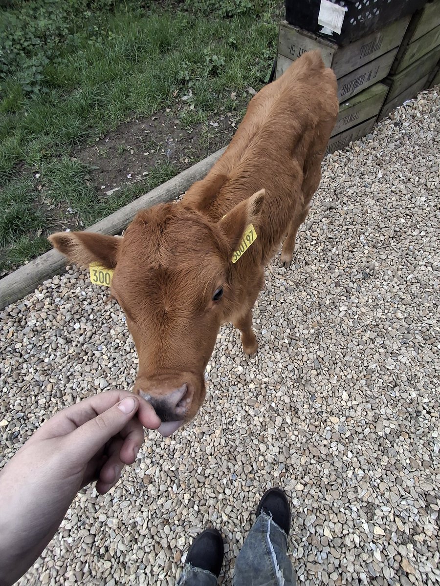 🍉✦•≫•◦ ЄƠҲ ◦•≪•✦🇵🇸 (❀❛ ֊ ❛„)♡ tweet media