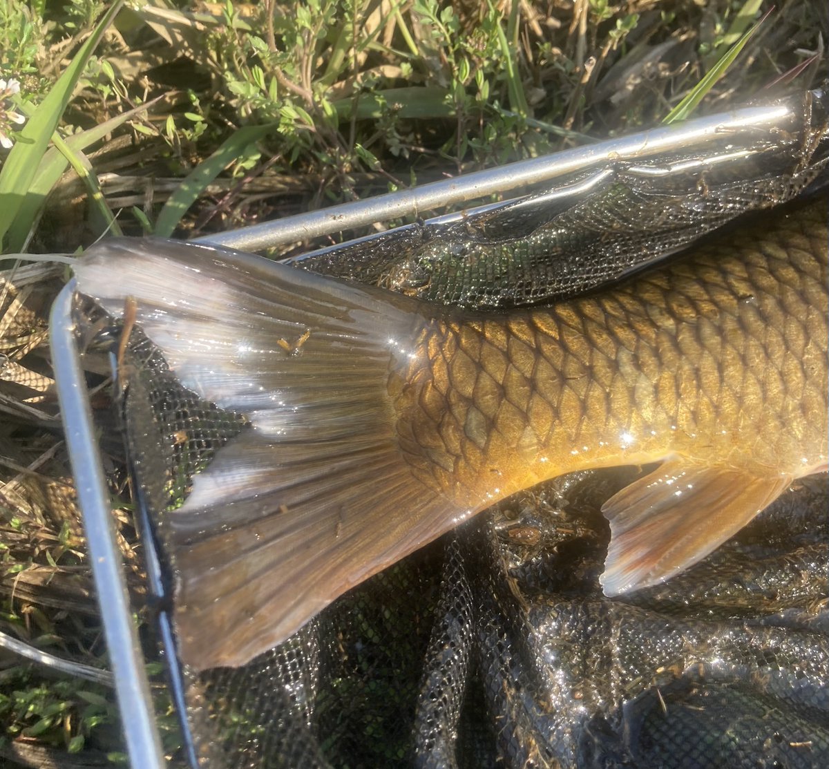 しるぐら tweet media