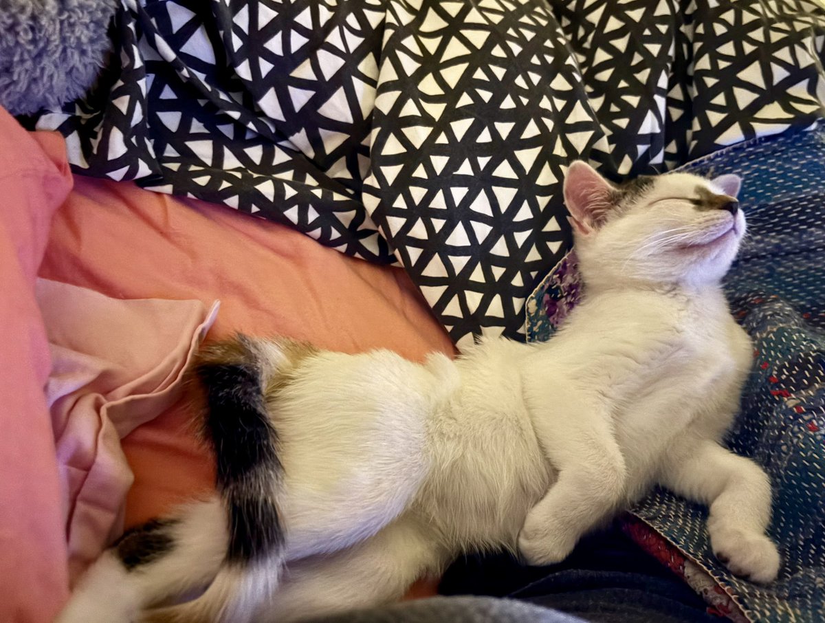 A.V. Marraccini tweet media