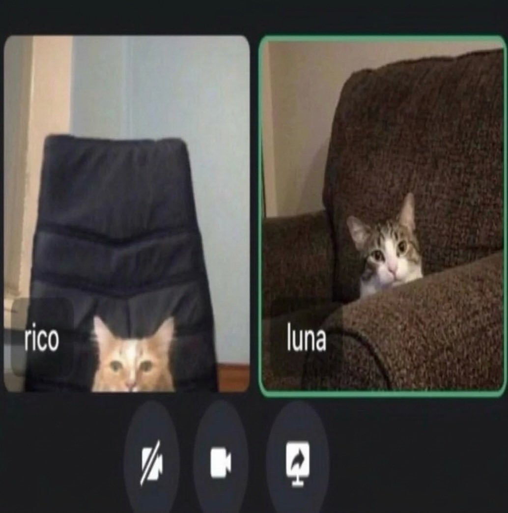 A cute zoom meeting 🤗🧡