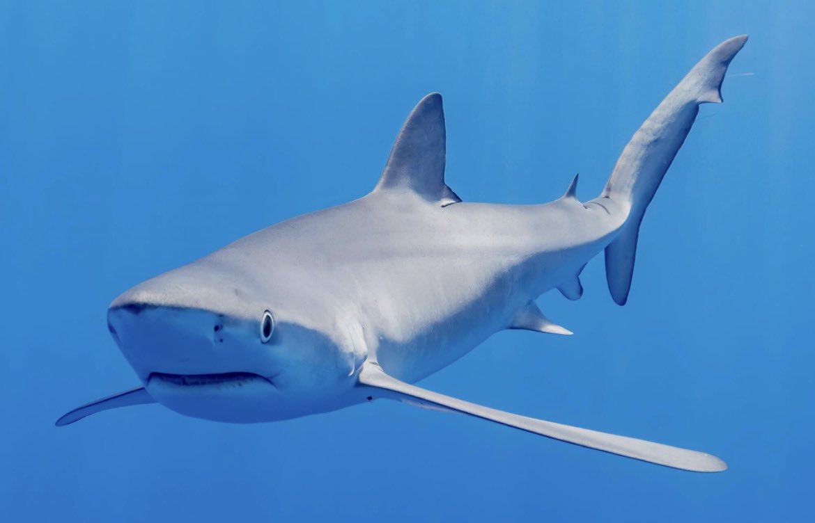 Mahdii🇸🇳 tweet media