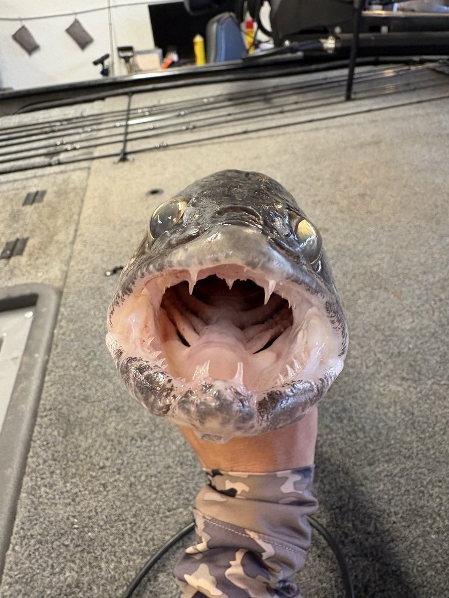 CodyAlanBlack tweet media