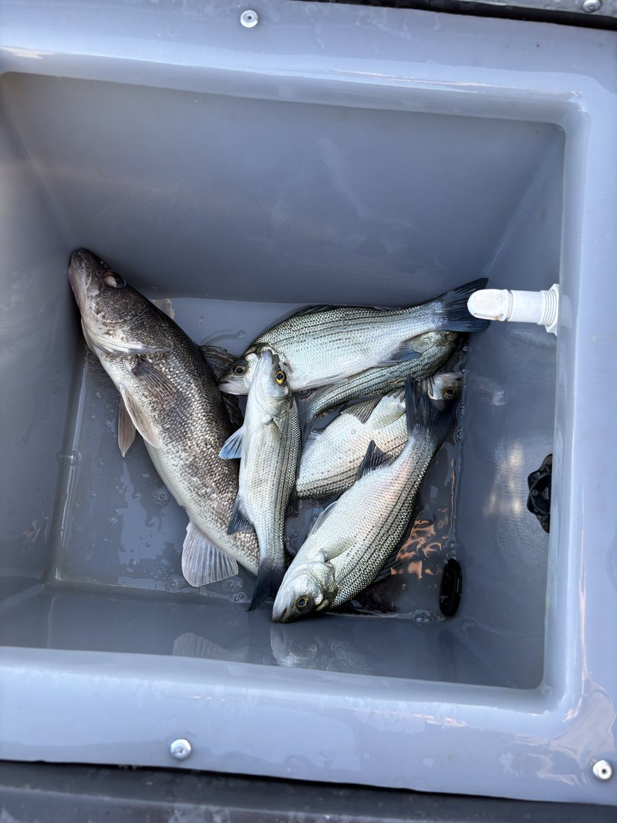 CodyAlanBlack tweet media