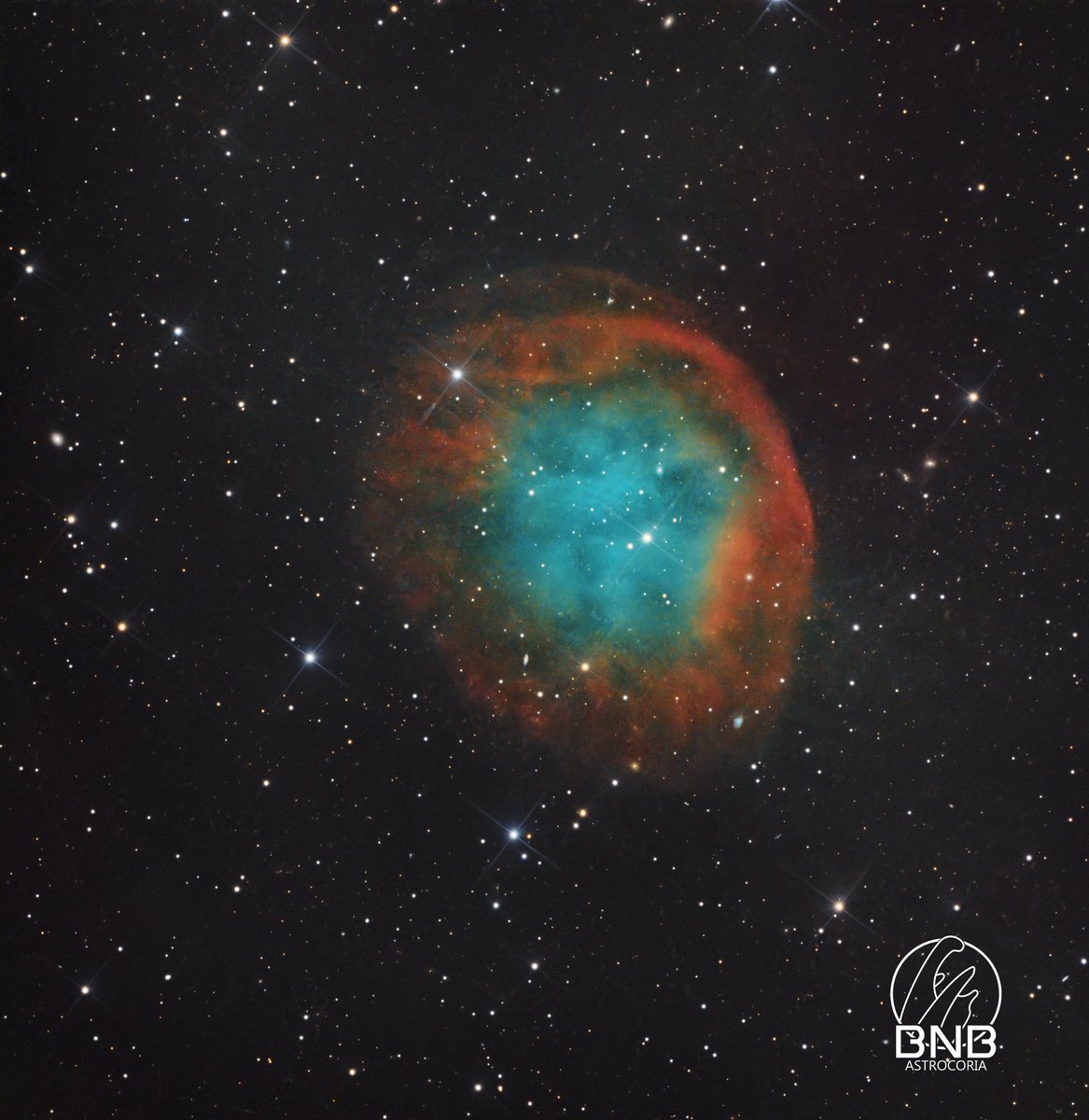 Astrocoria tweet media