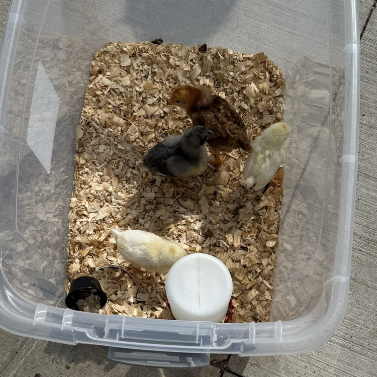 NRS Rockets tweet media