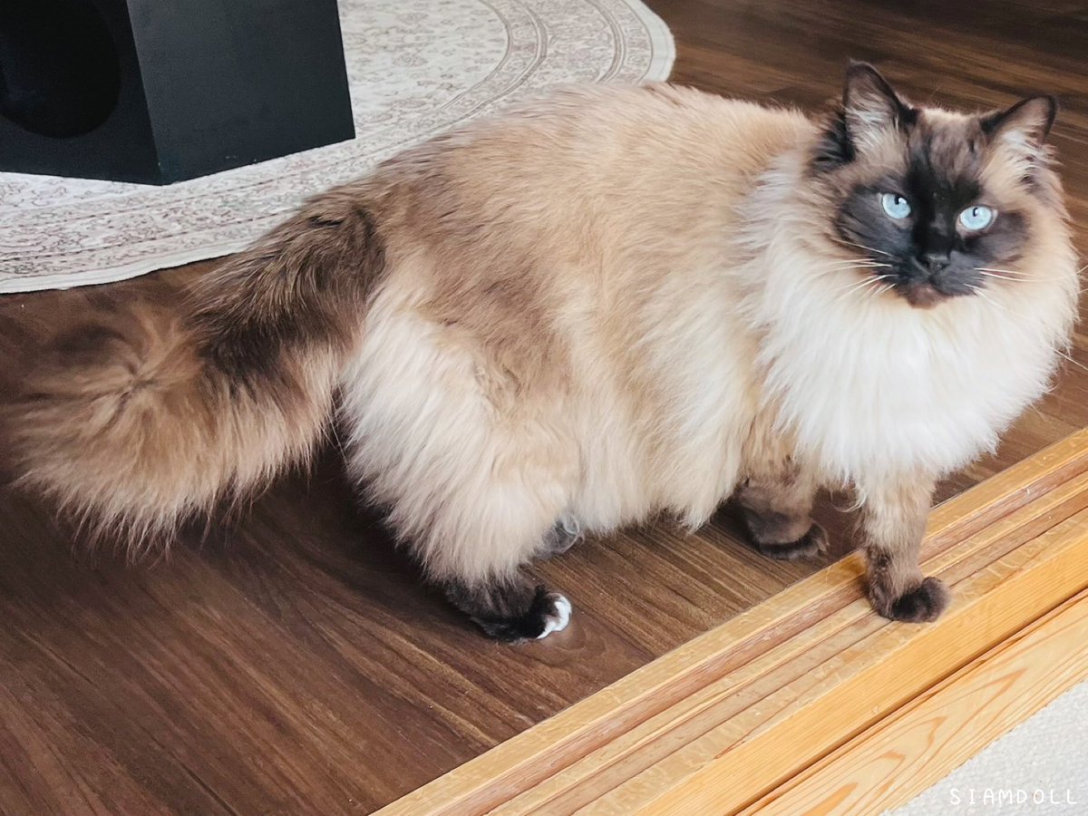 SIAMDOLL tweet media