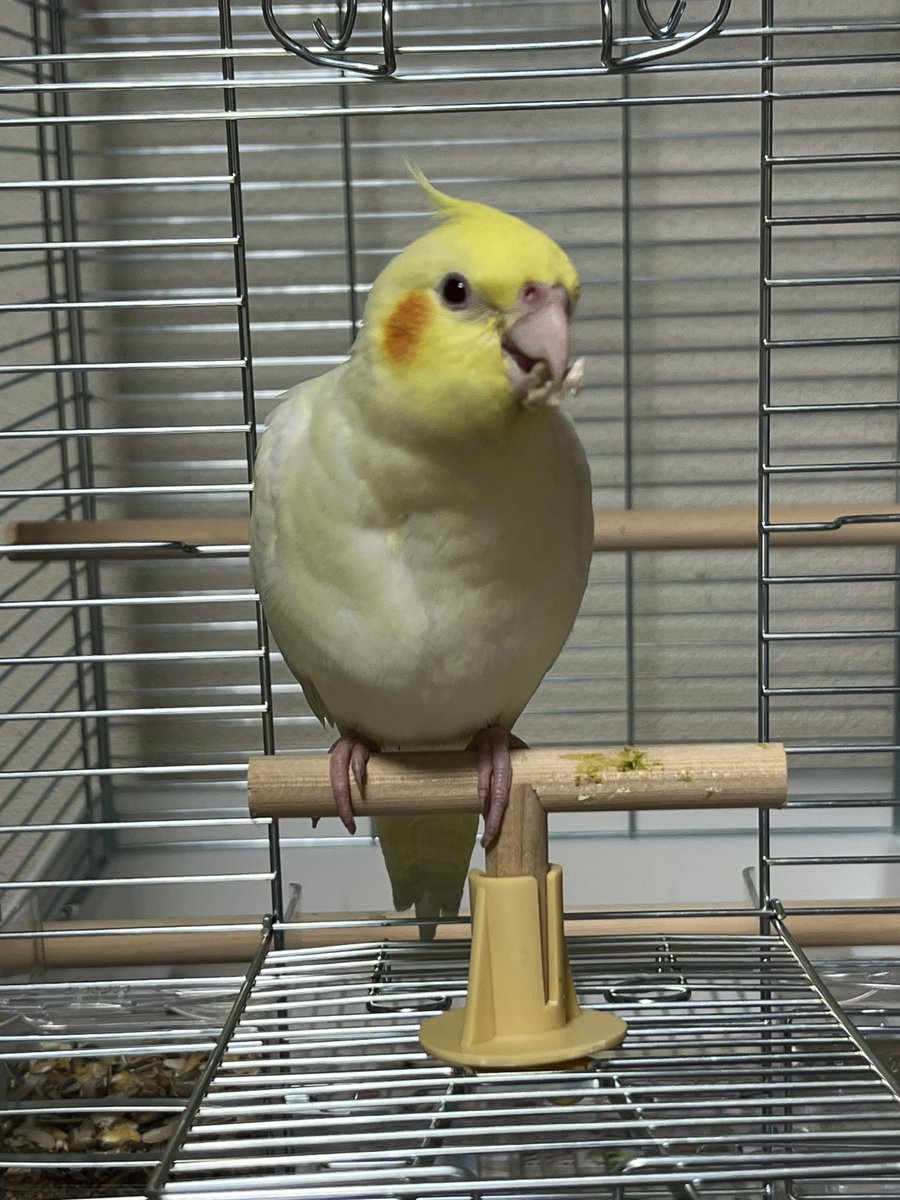 認定NPO法人TSUBASA -新施設クラファン達成しました！- tweet media