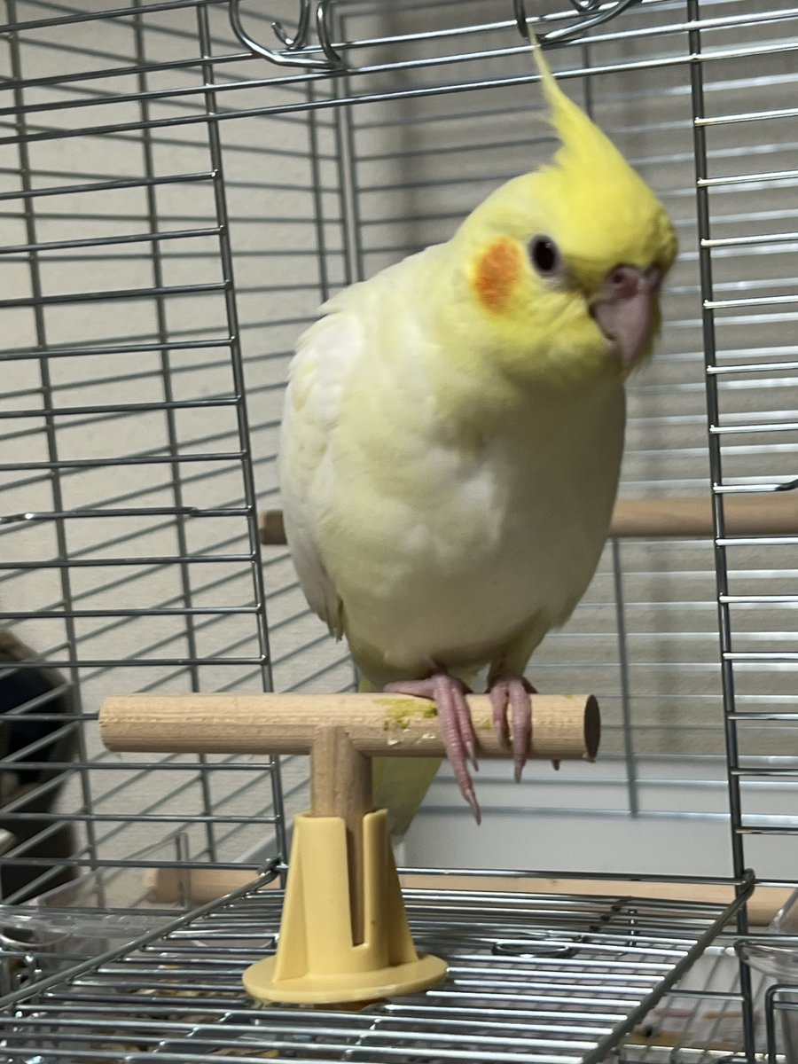 認定NPO法人TSUBASA -新施設クラファン達成しました！- tweet media