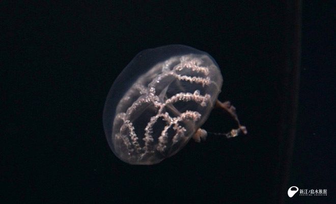 新江ノ島水族館 tweet media
