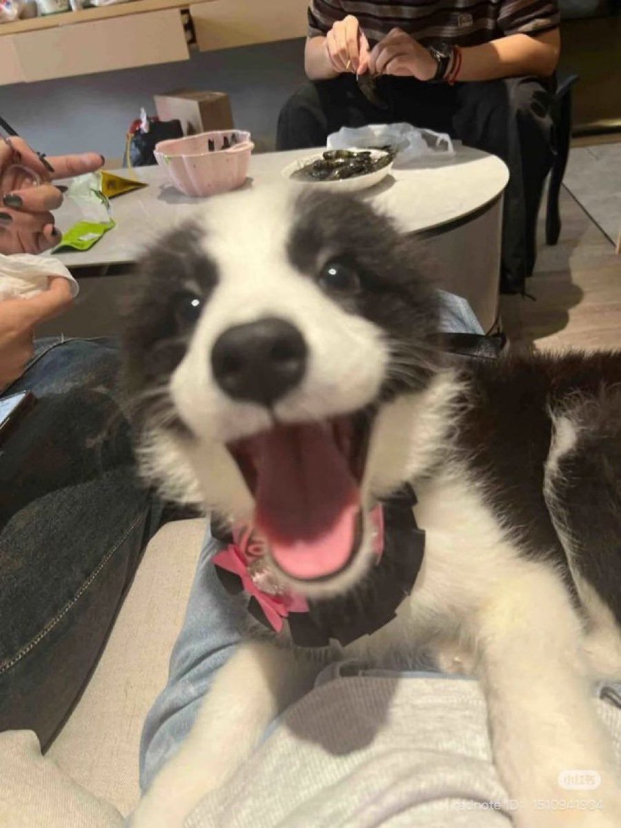 Puppies 🐶 tweet media