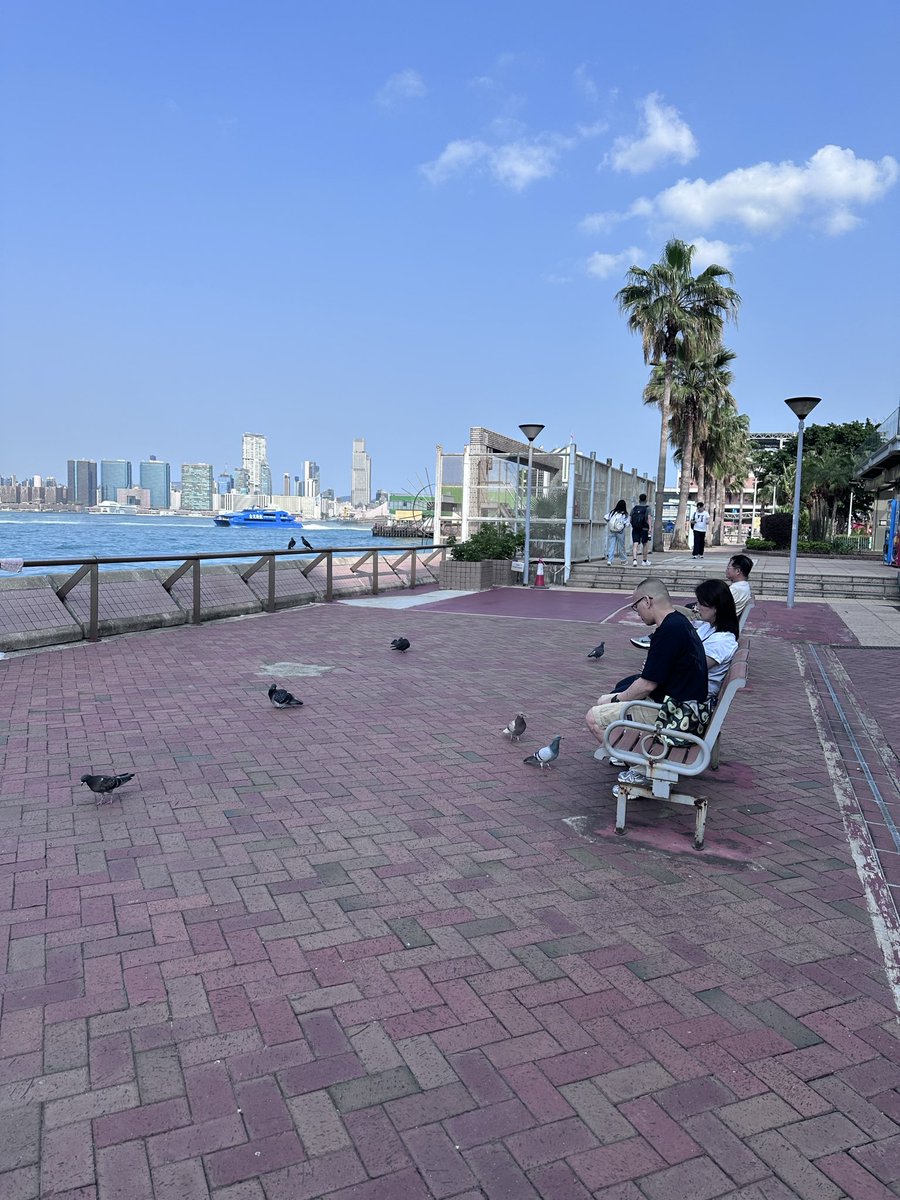 维港的鸽子一个个是真的很肥啊，法规不允许喂食，平时也确实没见过有人喂，但一个个又确实膘肥体胖的，关键还不怕人，还明显故意往人身边凑。你说没人喂，我都不信了，讨食状也太明显了。