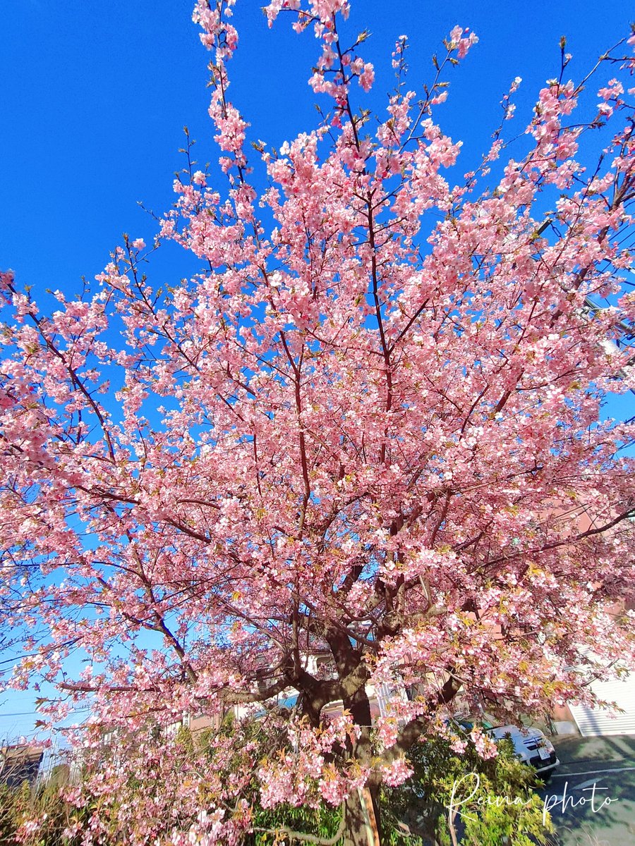 ฺฺ桜井 麗奈*𝚁𝚎𝚒𝚗𝚊*𝟸𝚗𝚍 🐱🐾🌸🌹 tweet media