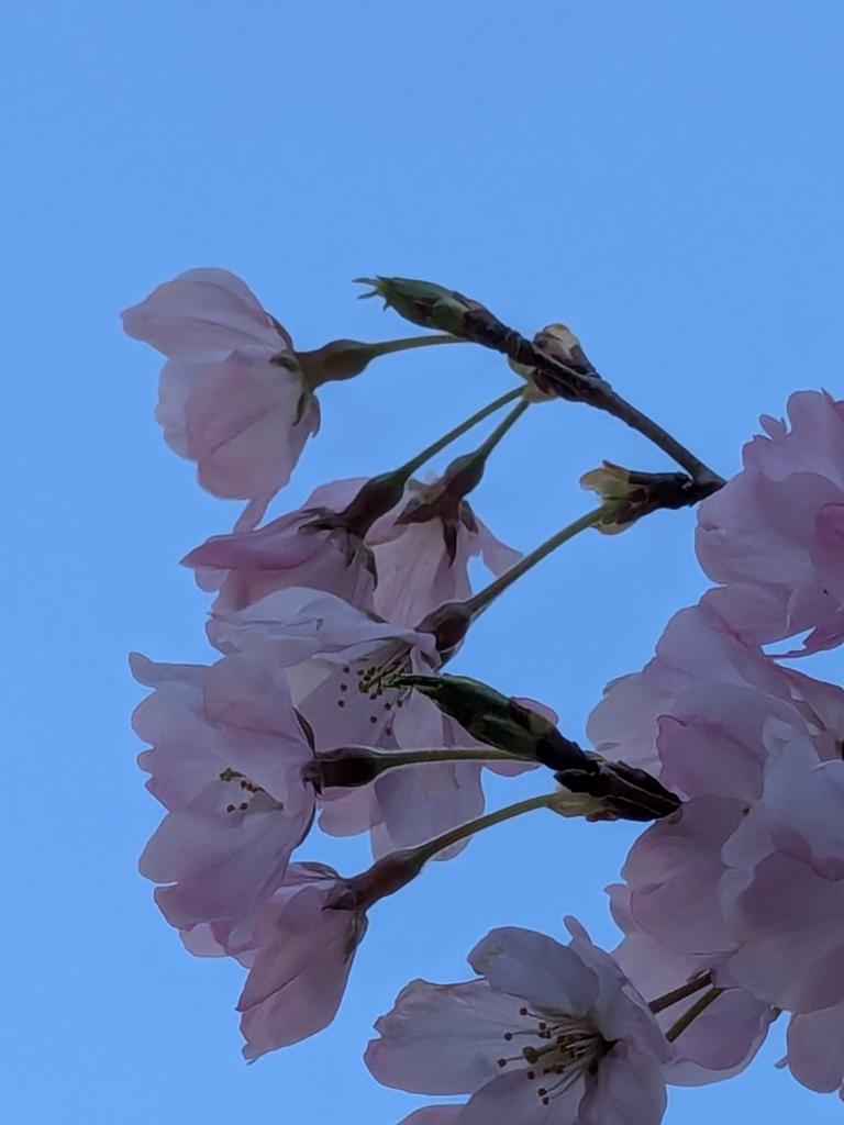 桜が咲いています。