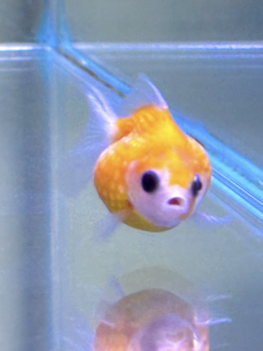 빵복이 tweet media