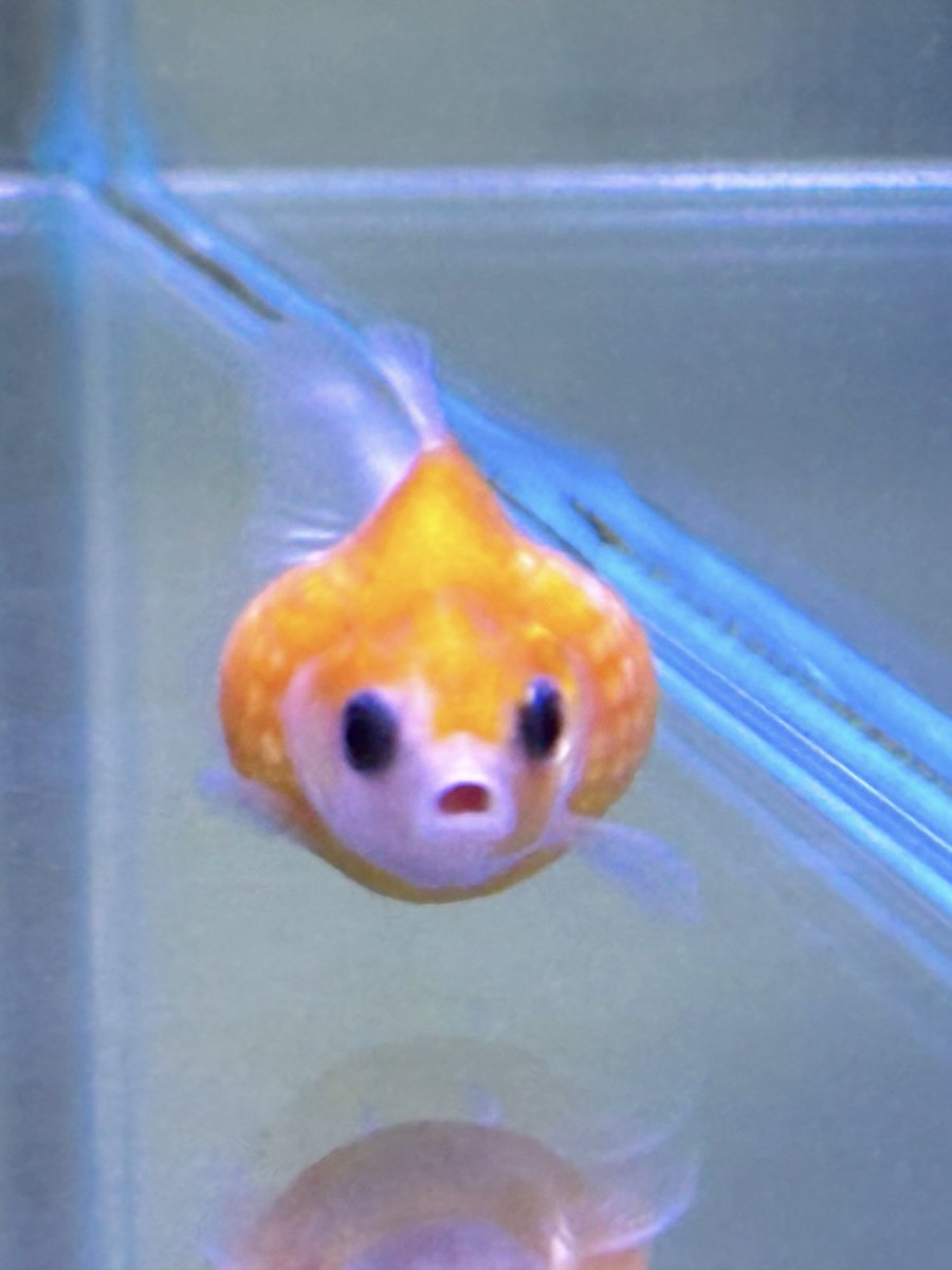 빵복이 tweet media