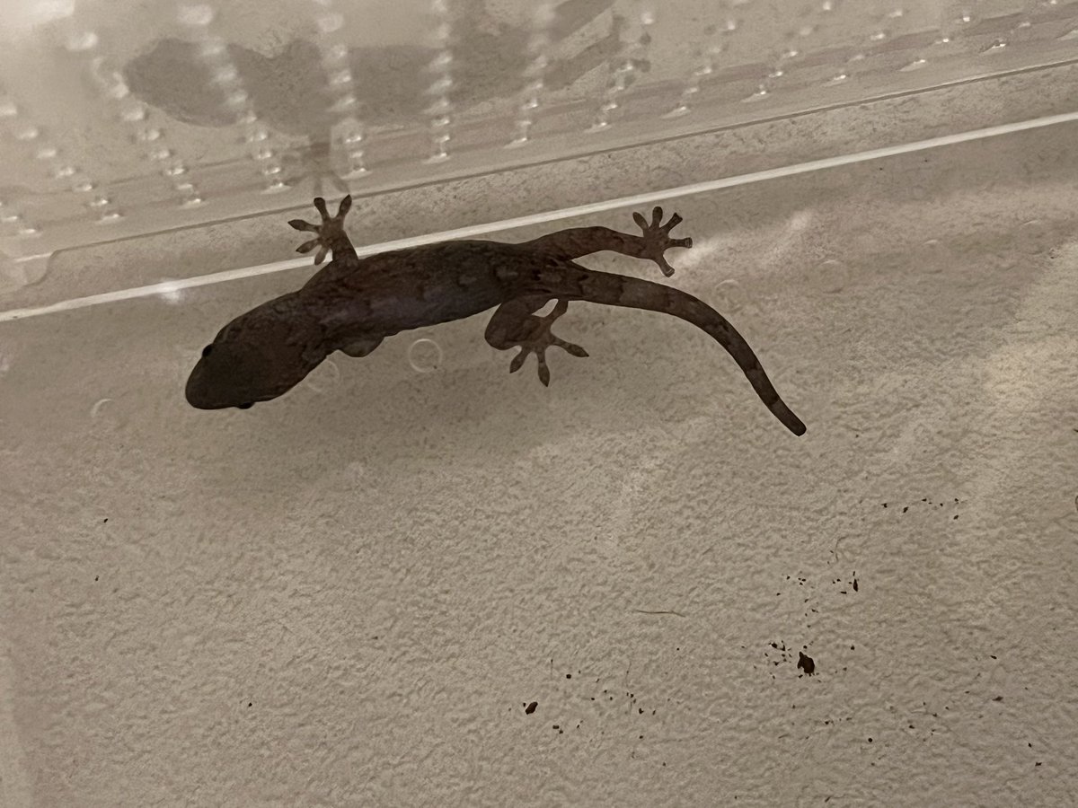 Reptiles Shop Queen tweet media