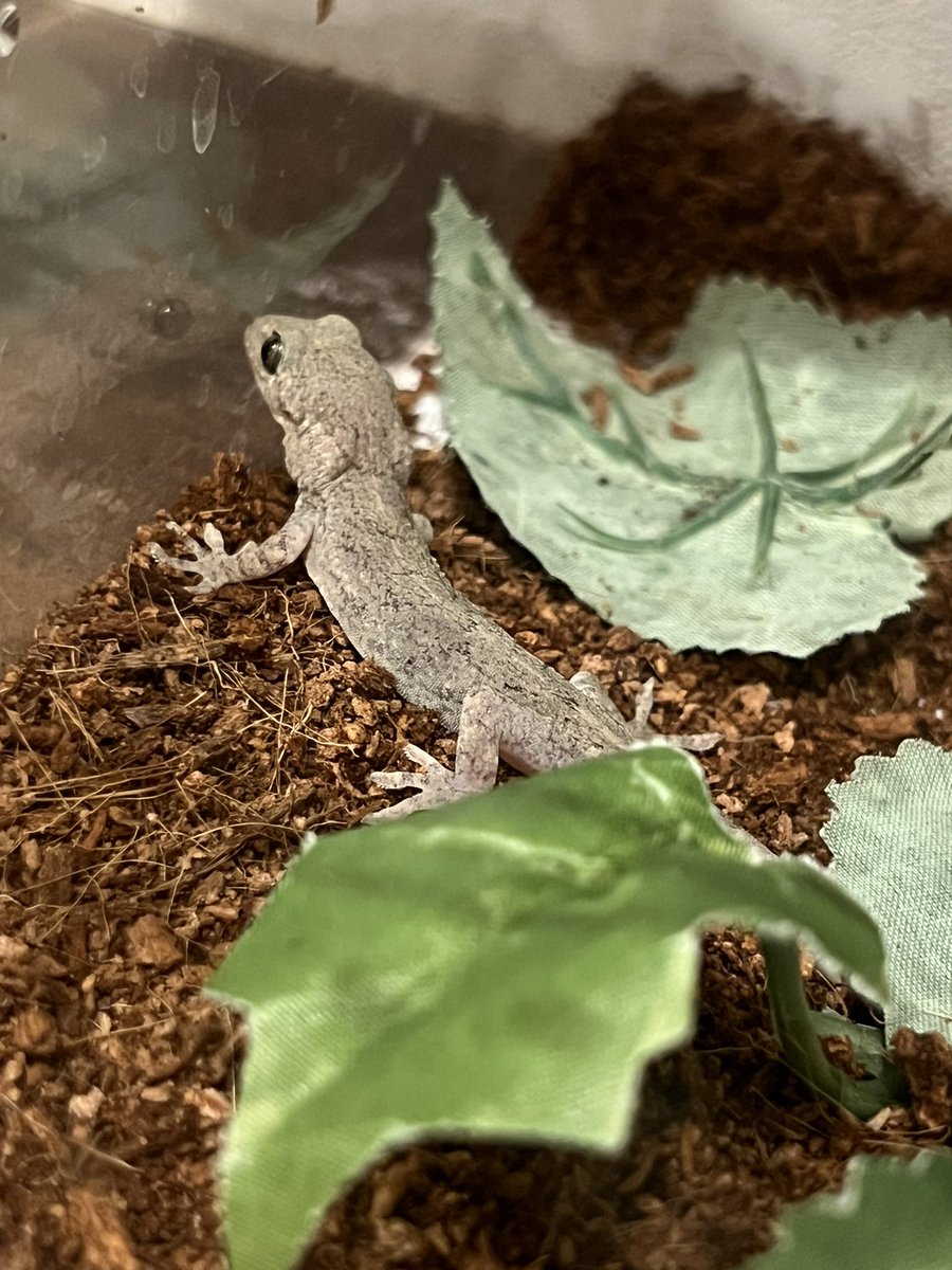 Reptiles Shop Queen tweet media