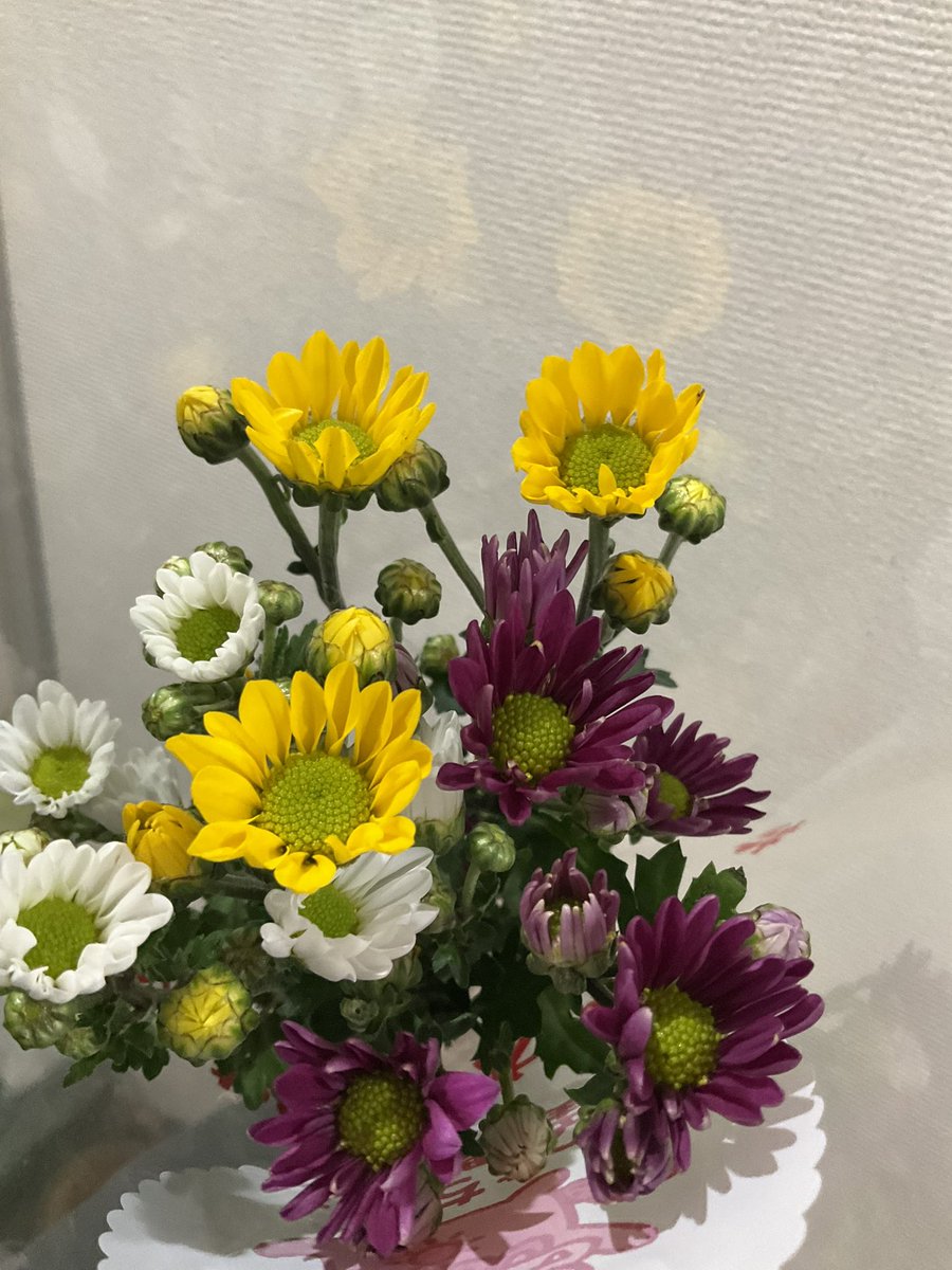 お正月は
私が買いに行くの遅くて
大晦日には売ってなかったけど
お彼岸だからか、この菊、
行きつけのスーパーで売ってて
やはり、はるばるよくここまで来たな！と
買いました〜