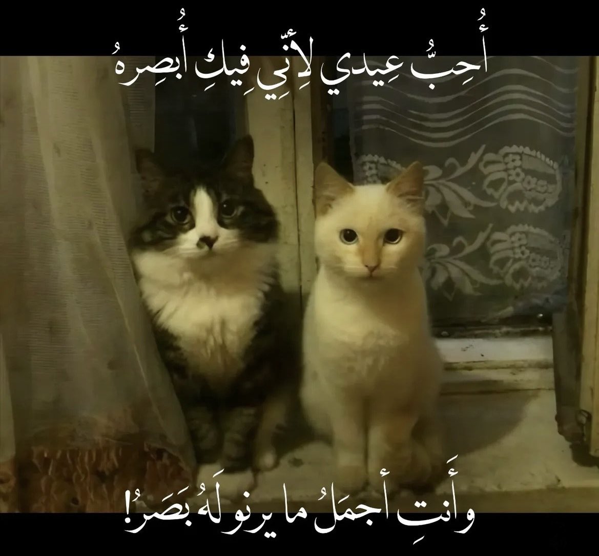 ejfflf's tweet photo. 😽 https://t.co/cmWJjDd4bf