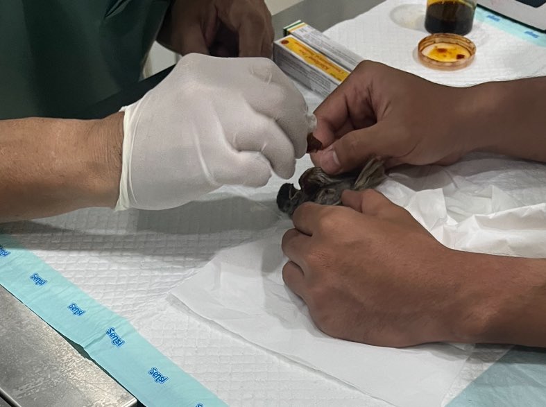 Kukuh Adi D. tweet media