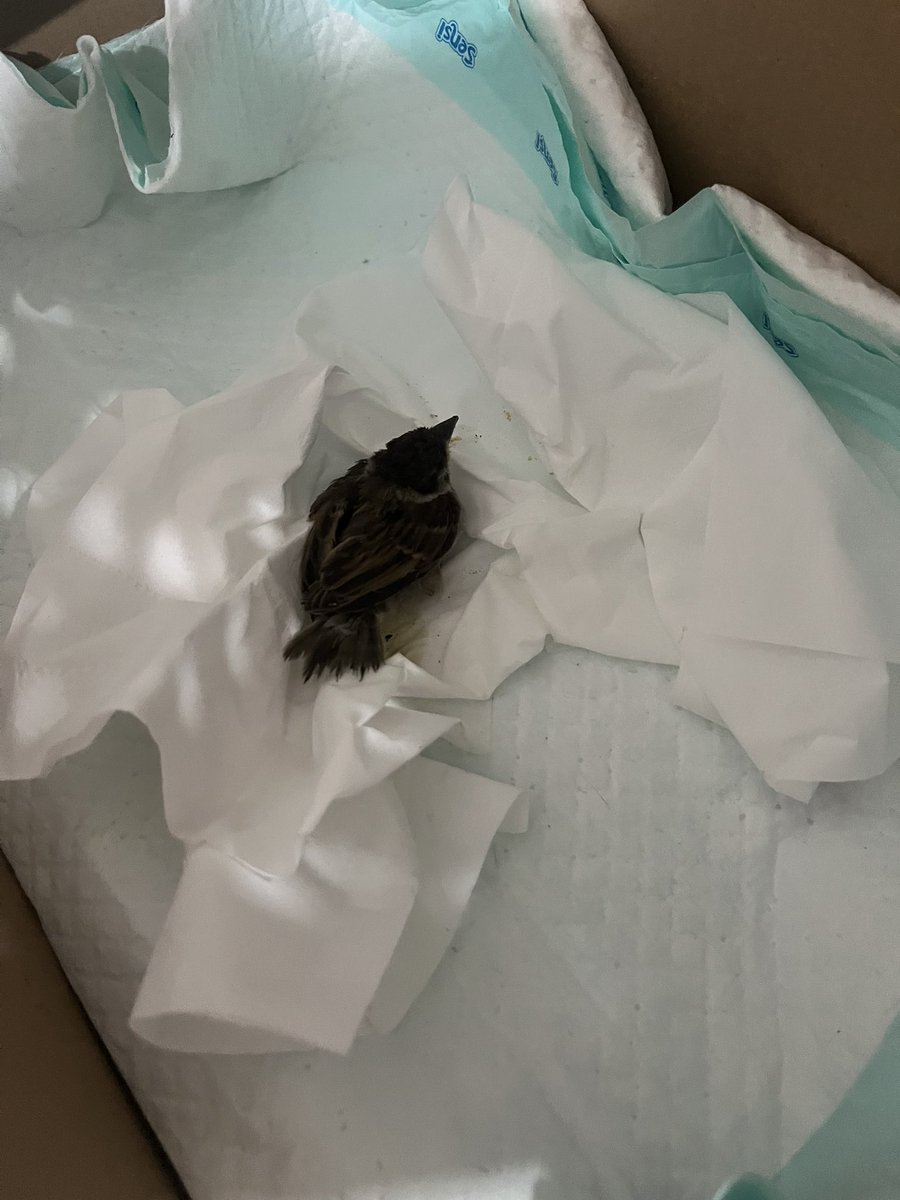Maaf mau nanya di sini ya, siapa tau ada yang lebih ngerti dan berpengalaman.

Jadi kemarin salah satu kucing saya nangkep burung kecil, terus langsung saya pisahin. Untung masih selamat, tapi dia luka jadi langsung saya bawa ke vet terdekat.

Di sana langsung diobatin luka di