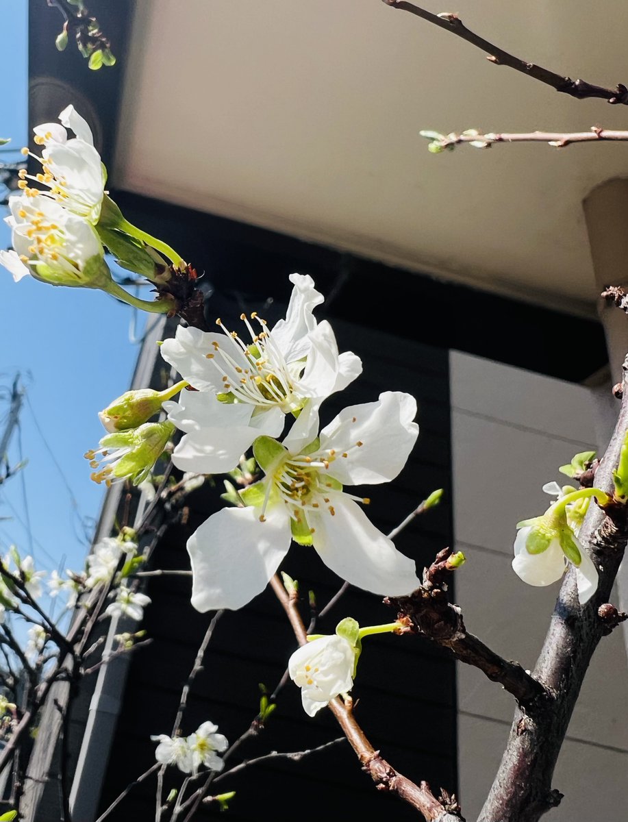 花梨＊BIRD tweet media