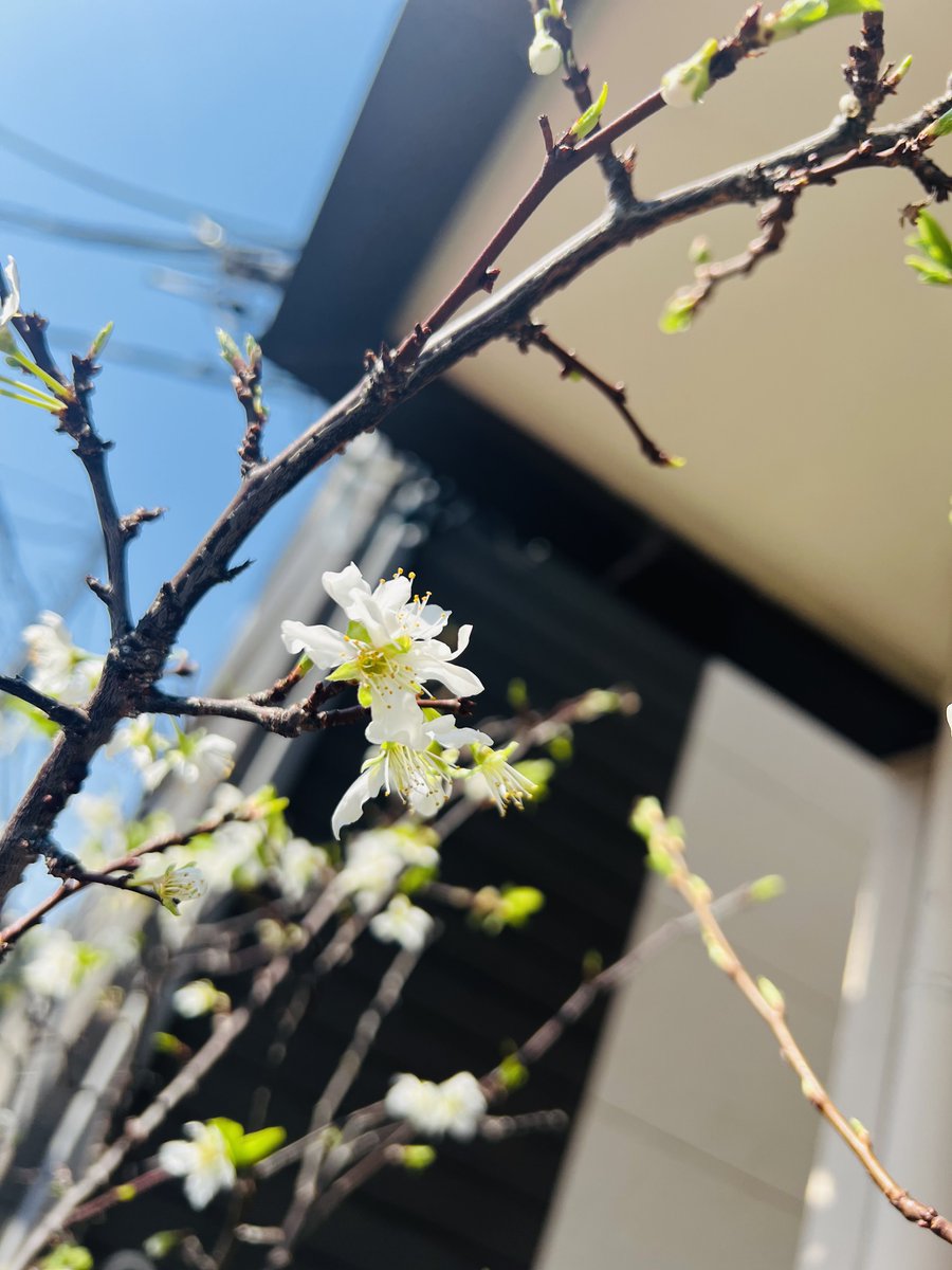 花梨＊BIRD tweet media