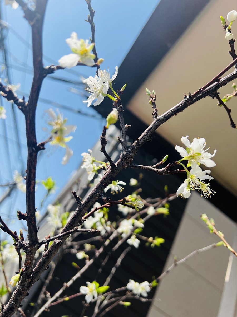 花梨＊BIRD tweet media