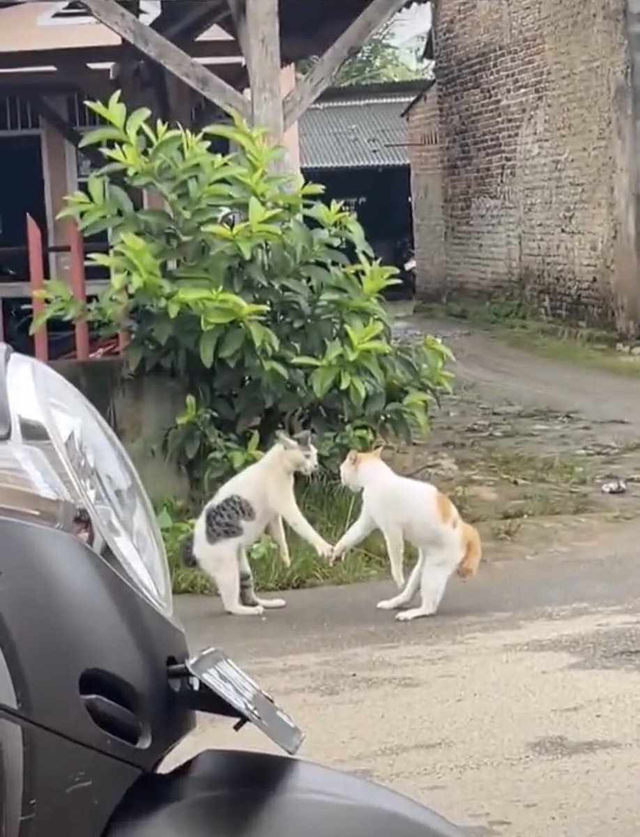 Circapista tweet media