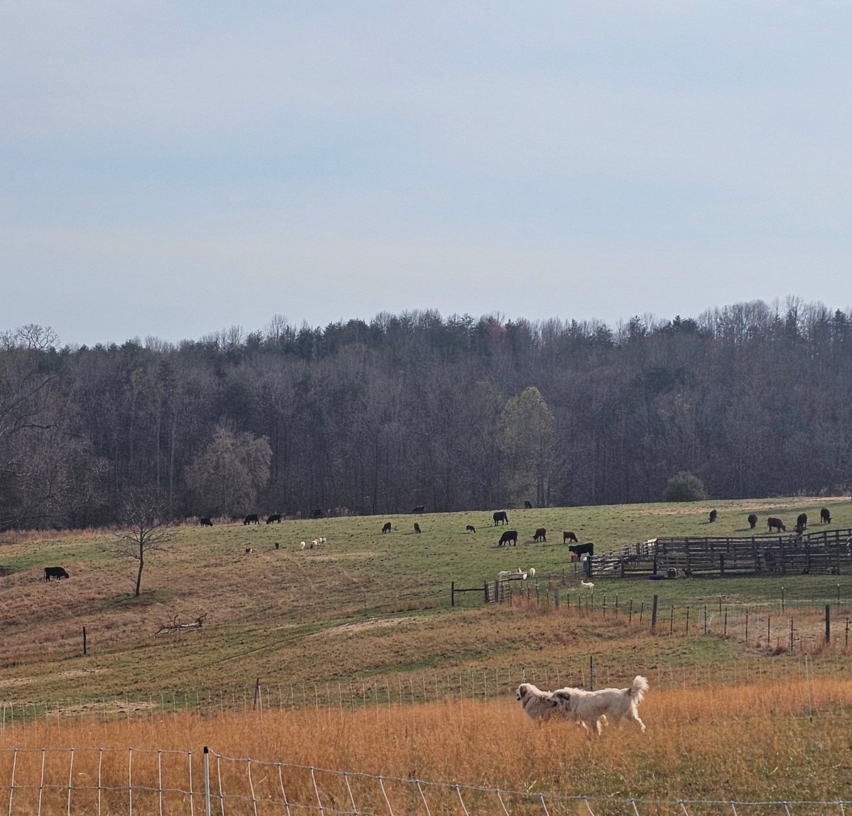 Lasalareen tweet media